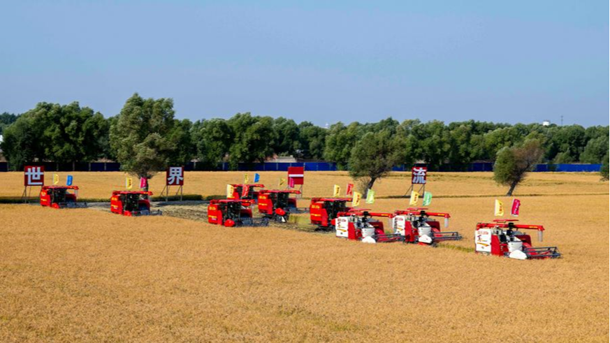 Unmanned harvesters operate at a farm in Heilongjiang Province in northeast China, September 23, 2025. /Xinhua