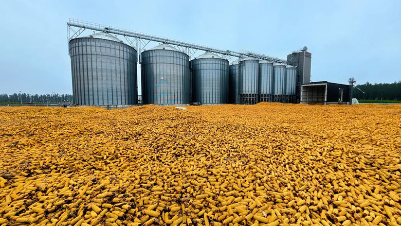 Drying facilities for harvested corns in Dezhou, a city in Shandong Province in east China, October 9, 2025. /Xinhua