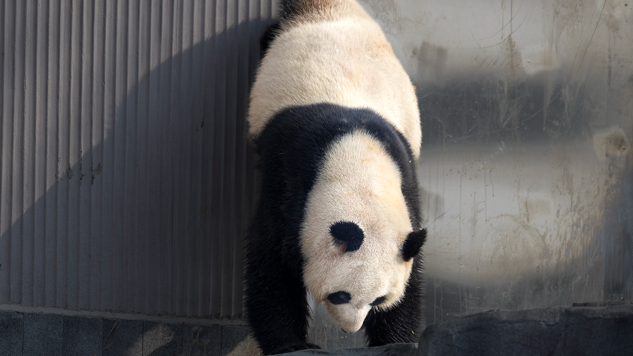 China's newest home for giant pandas welcomes thousands on opening day