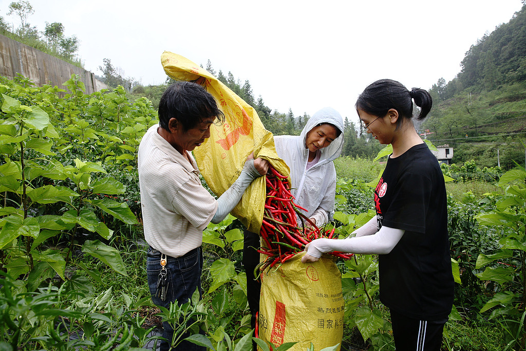 Residents who have been lifted out of poverty harvest chili peppers near a resettlement site, Qianjiang District, Chongqing Municipality, August 14, 2021. /VCG