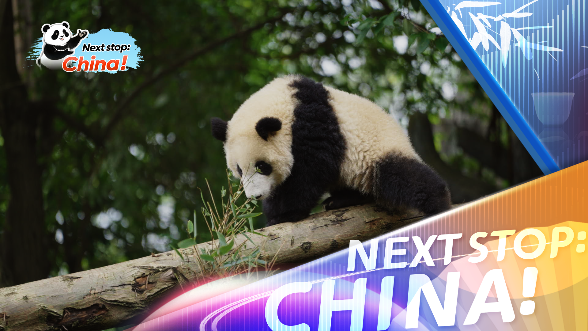Pandas at the heart of Chengdu