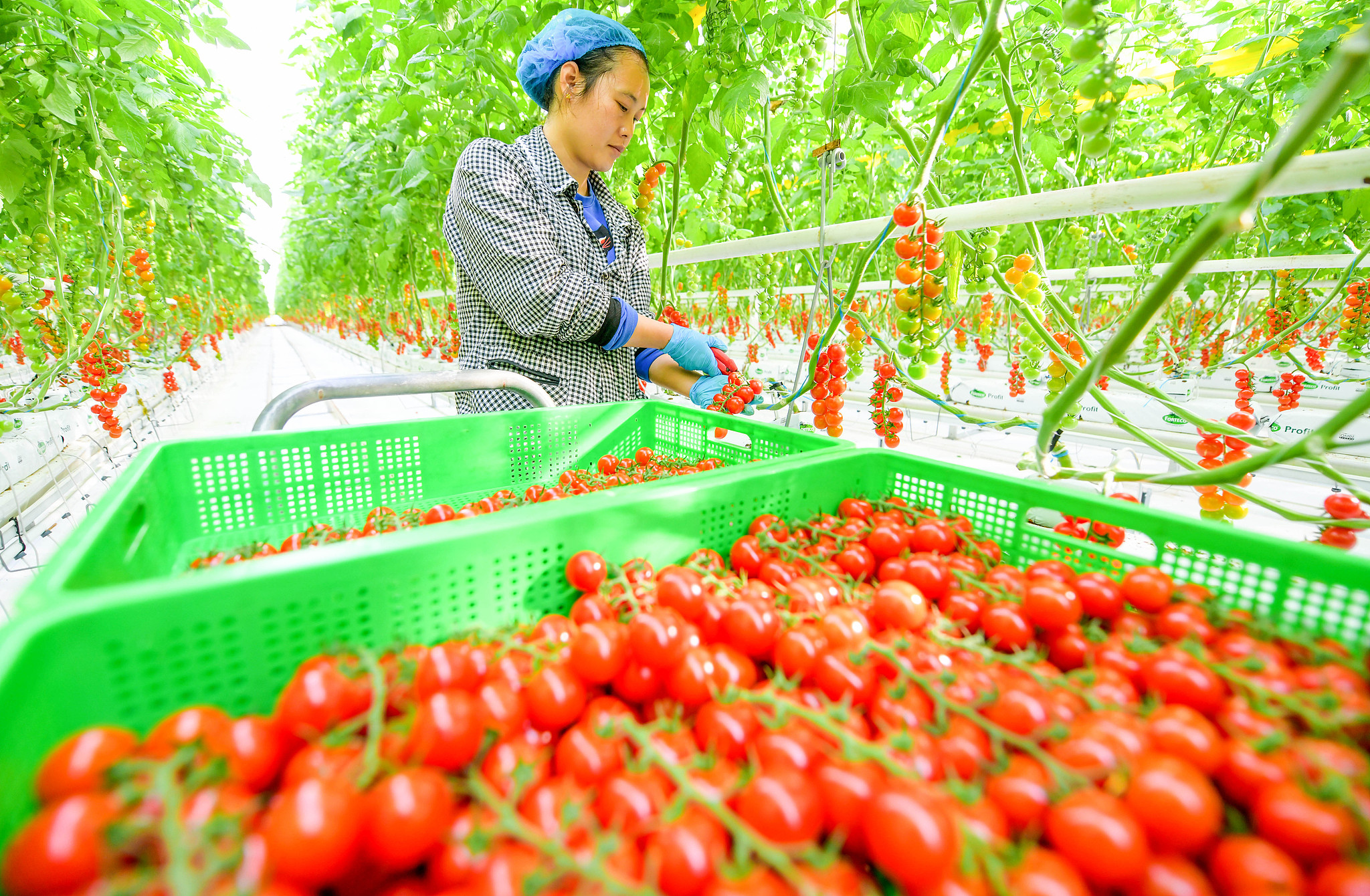 Farmers harvest tomatoes at the Luoyang International Modern Agricultural Science and Technology Demonstration Park, Luoyang, Henan Province, China, December 25, 2025. /VCG