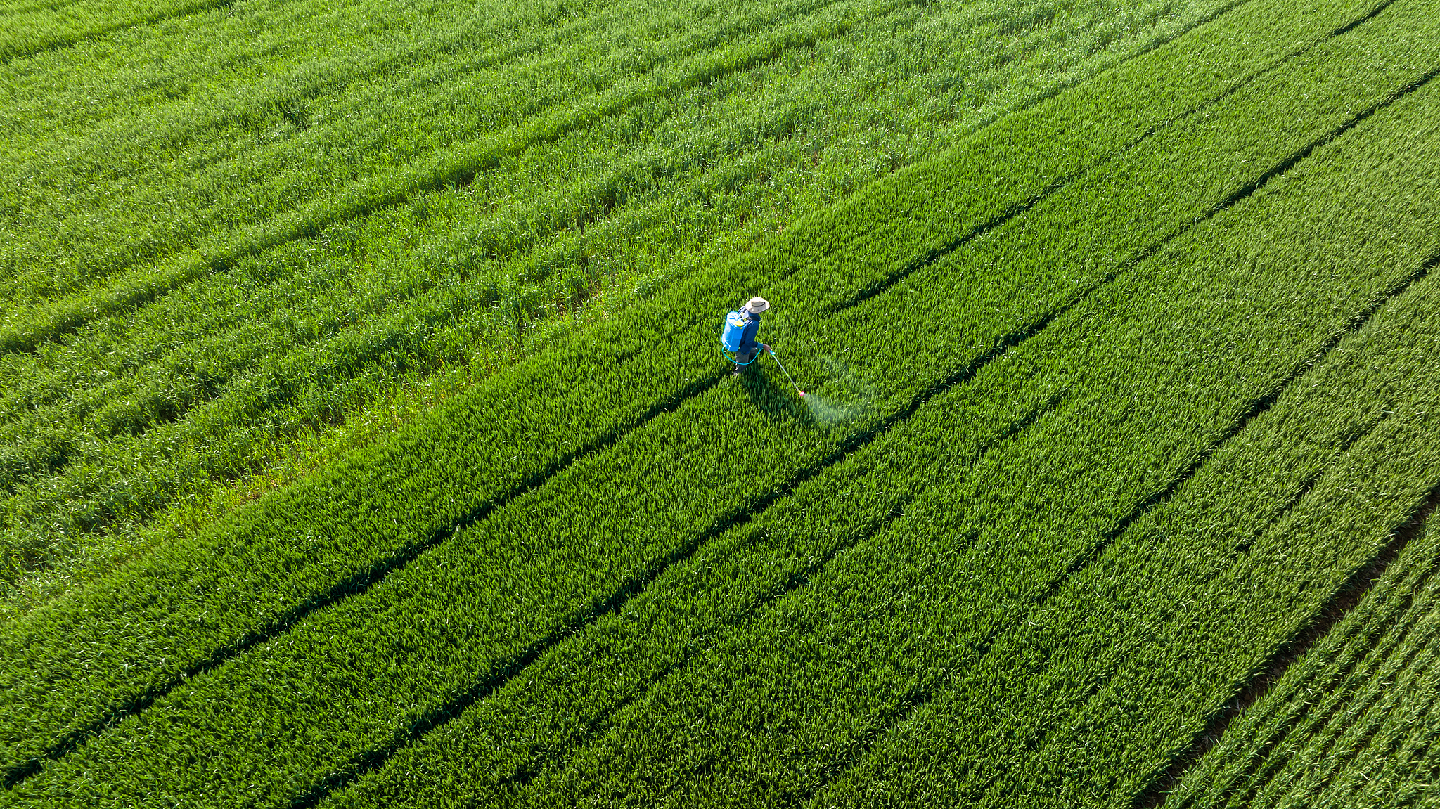 How China plans to anchor agricultural and rural modernization