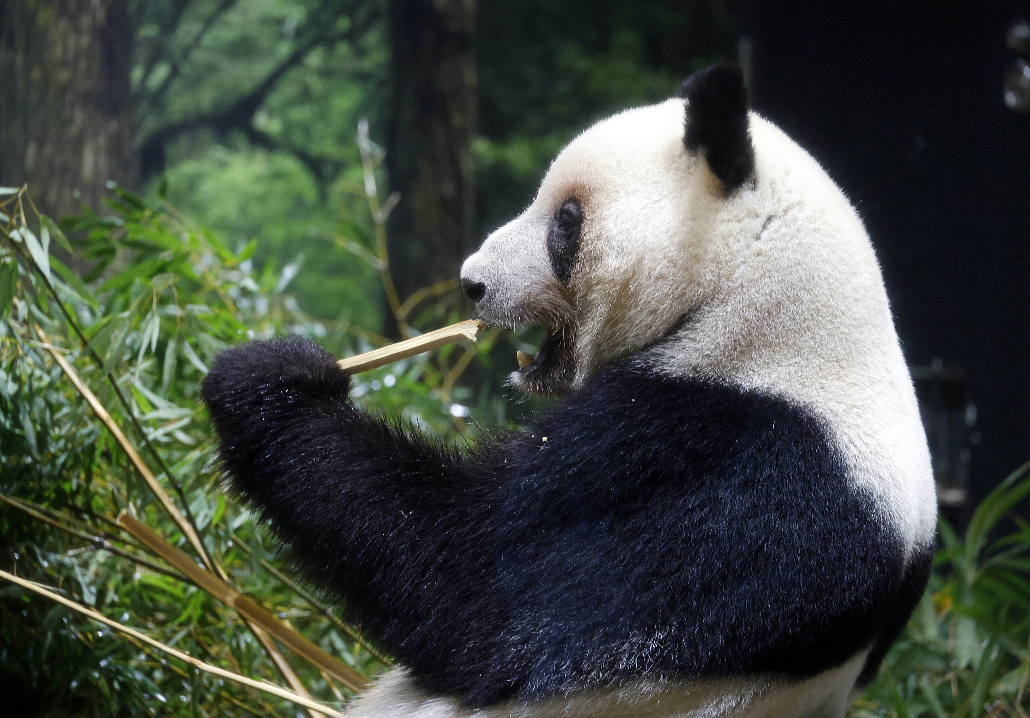 Giant panda Lei Lei eats bamboo at the Ueno Zoological Gardens in Tokyo, Japan, on November 28, 2025. /EPA via VCG/Franck Robichon