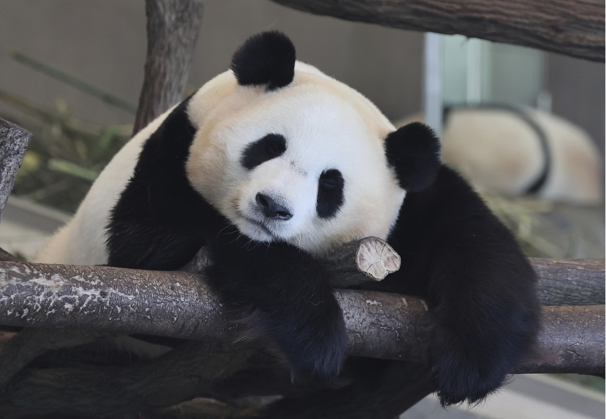Giant panda Yuihin is seen at the Adventure World theme park in Shirahama Town, Wakayama Prefecture, Japan, on June 27, 2025, a day before her departure for China. /VCG