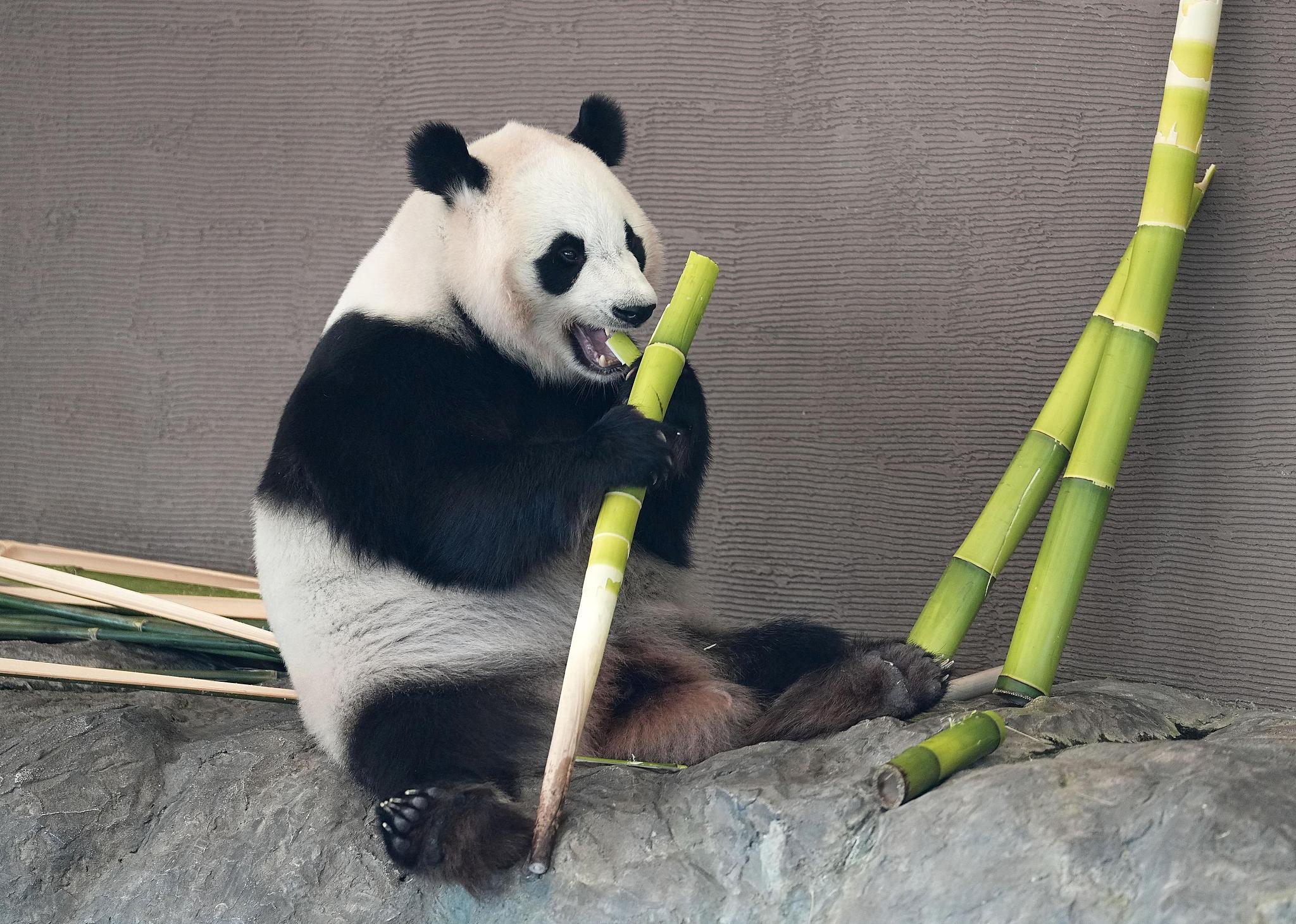 Giant panda Fuhin is seen at the Adventure World theme park in Shirahama Town, Wakayama Prefecture, Japan on June 27, 2025, a day before her departure for China. /VCG
