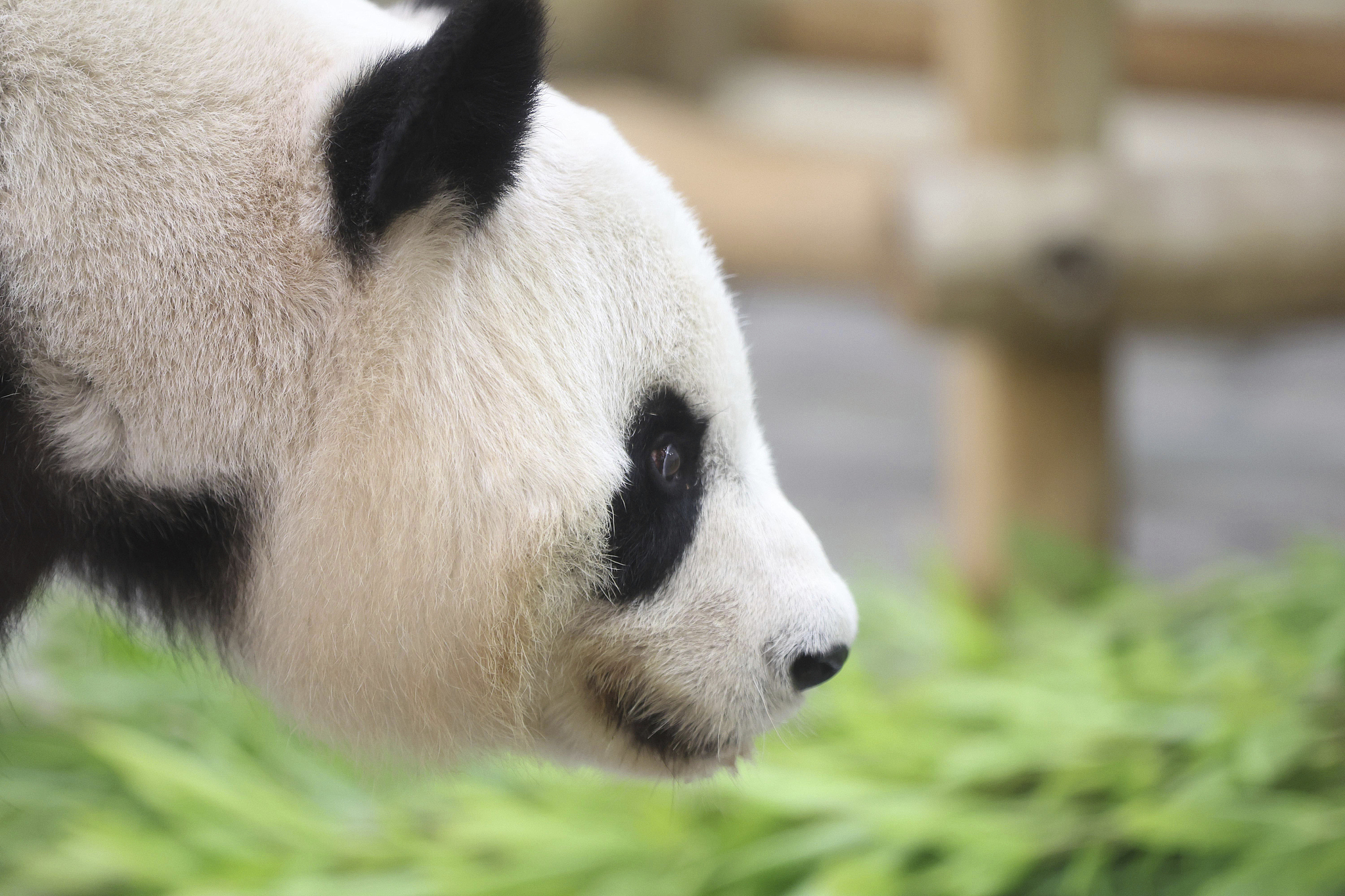 Giant panda Rauhin is seen at the Adventure World theme park in Shirahama Town, Wakayama Prefecture, Japan, on June 27, 2025, a day before her departure to China. /VCG