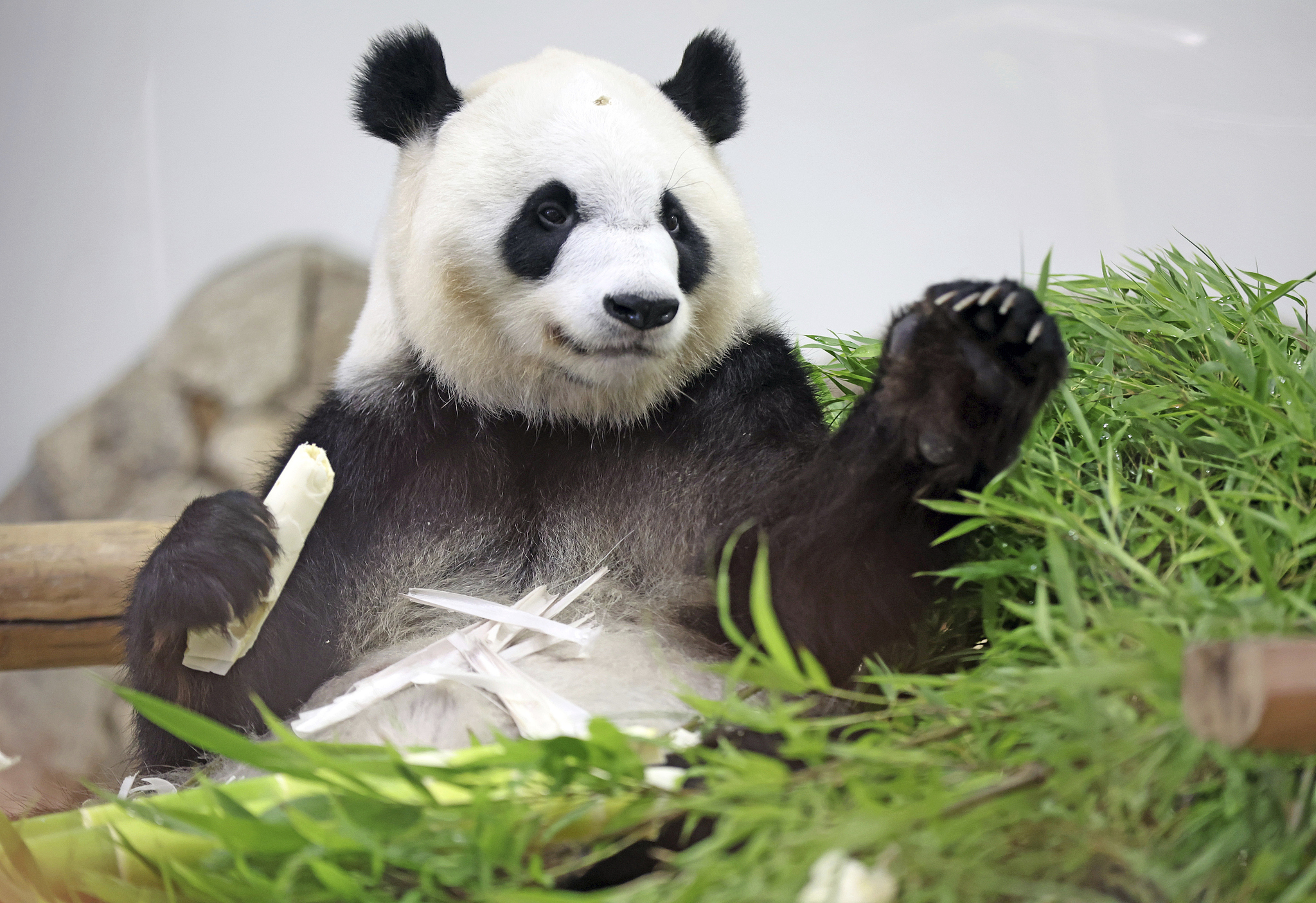 Giant panda Saihin is seen at the Adventure World theme park in Shirahama Town, Wakayama Prefecture, Japan, on June 27, 2025, a day before her departure for China. /VCG