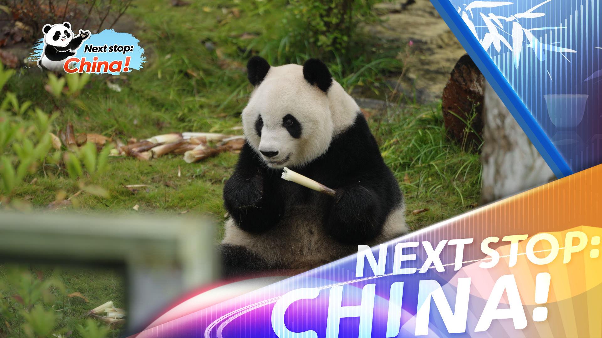 Meet the laid-back star of the Chengdu panda base