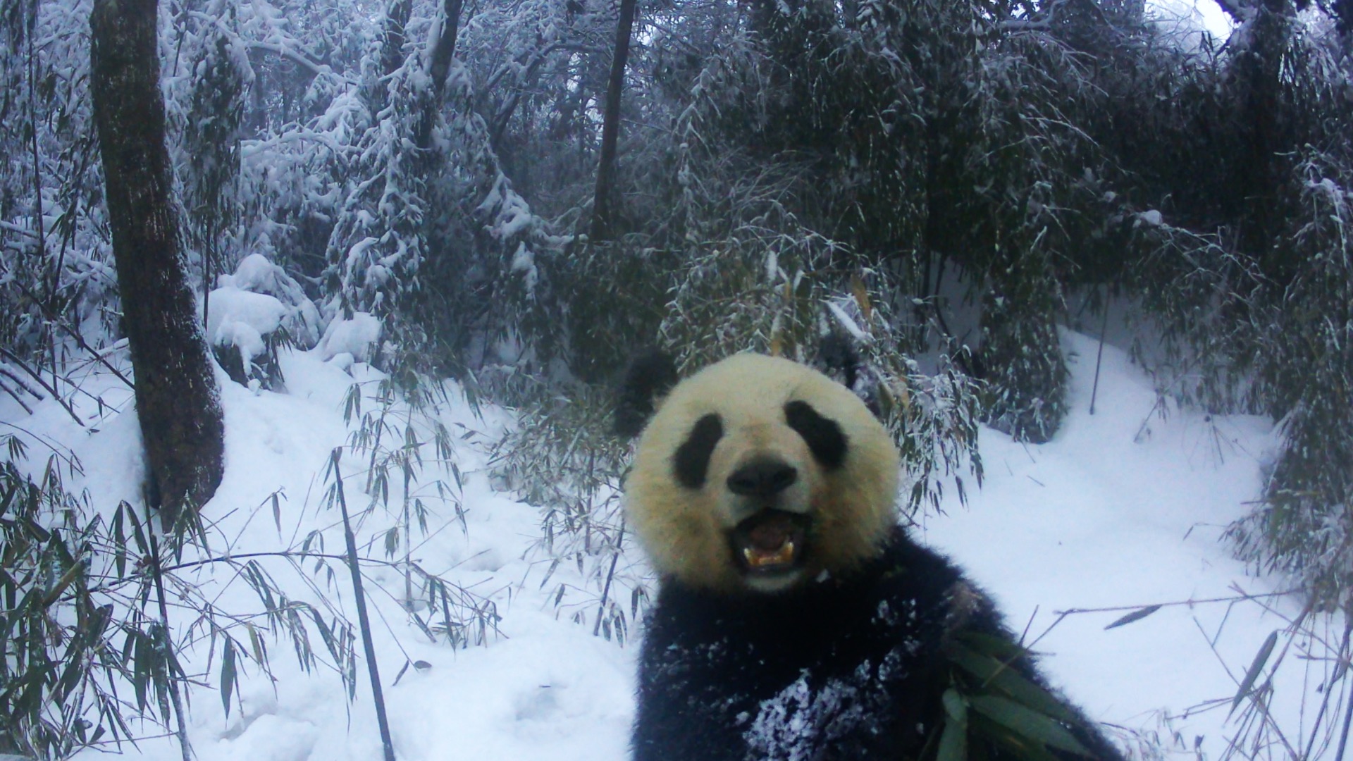 One year in the Giant Panda National Park
