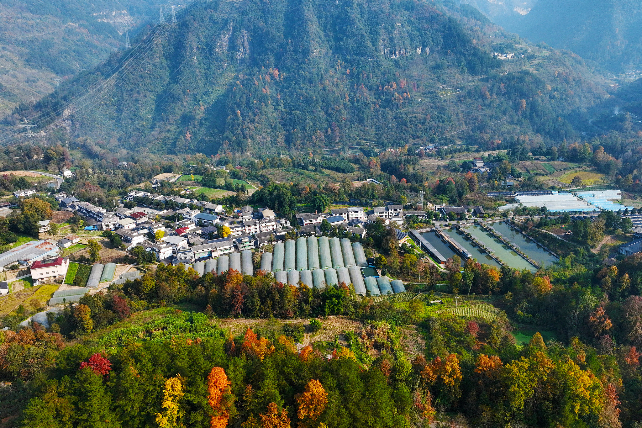 In the countryside of Qianjiang District, Chongqing, colorful leafy forests surround houses, roads, fields and industrial greenhouses, China, December 1st, 2025. /VCG