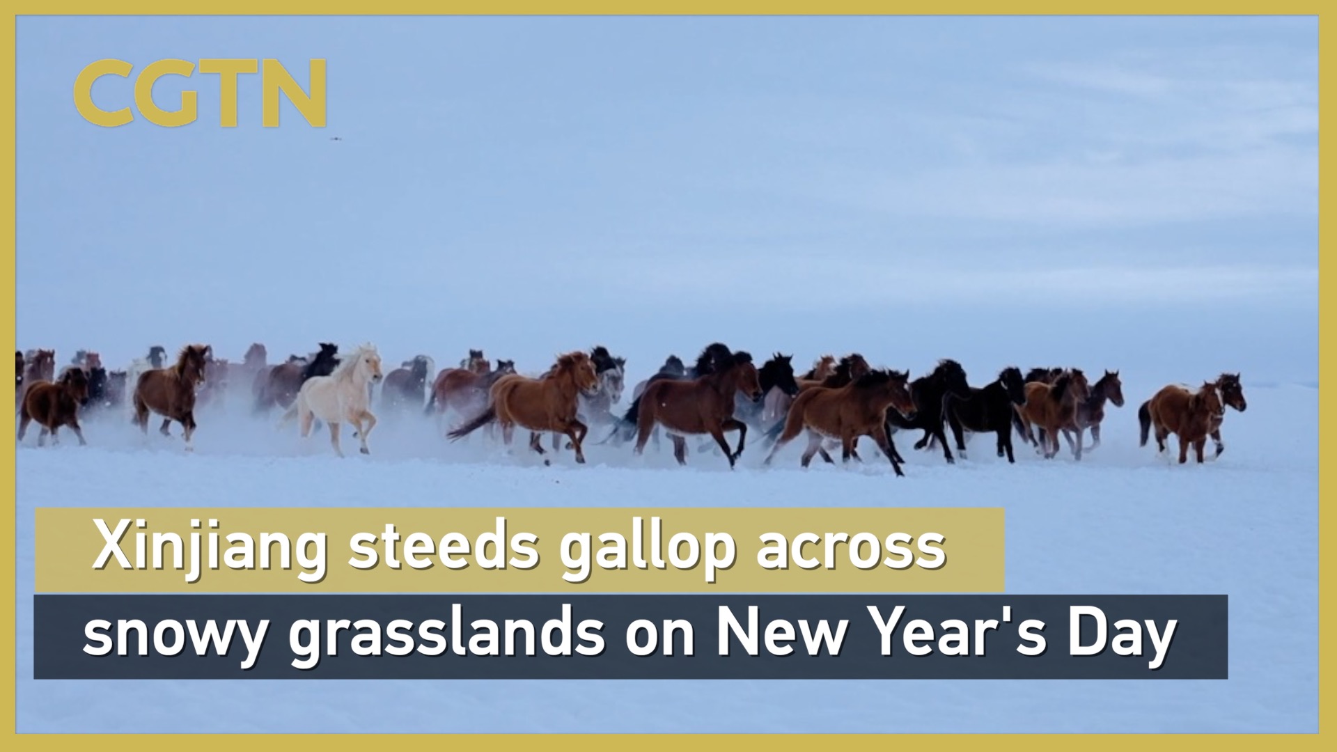 Xinjiang steeds gallop across snowy grasslands on New Year's Day