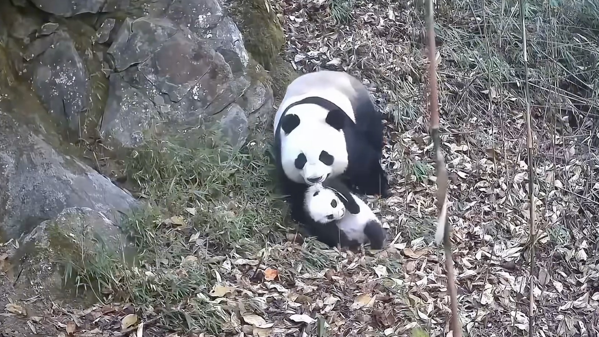Rare moments of panda motherhood