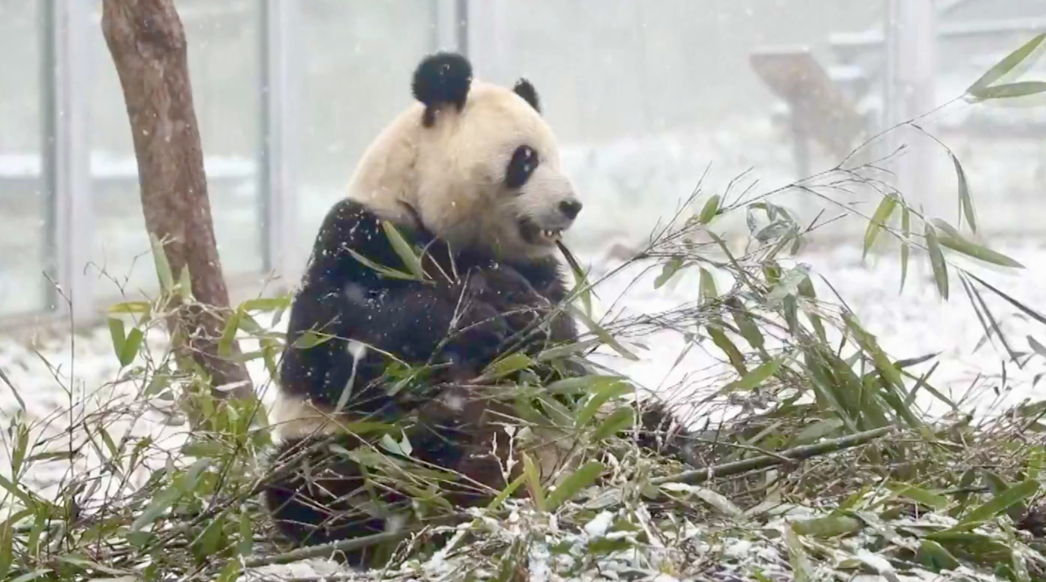Twin giant pandas frolic in Xi'an snow