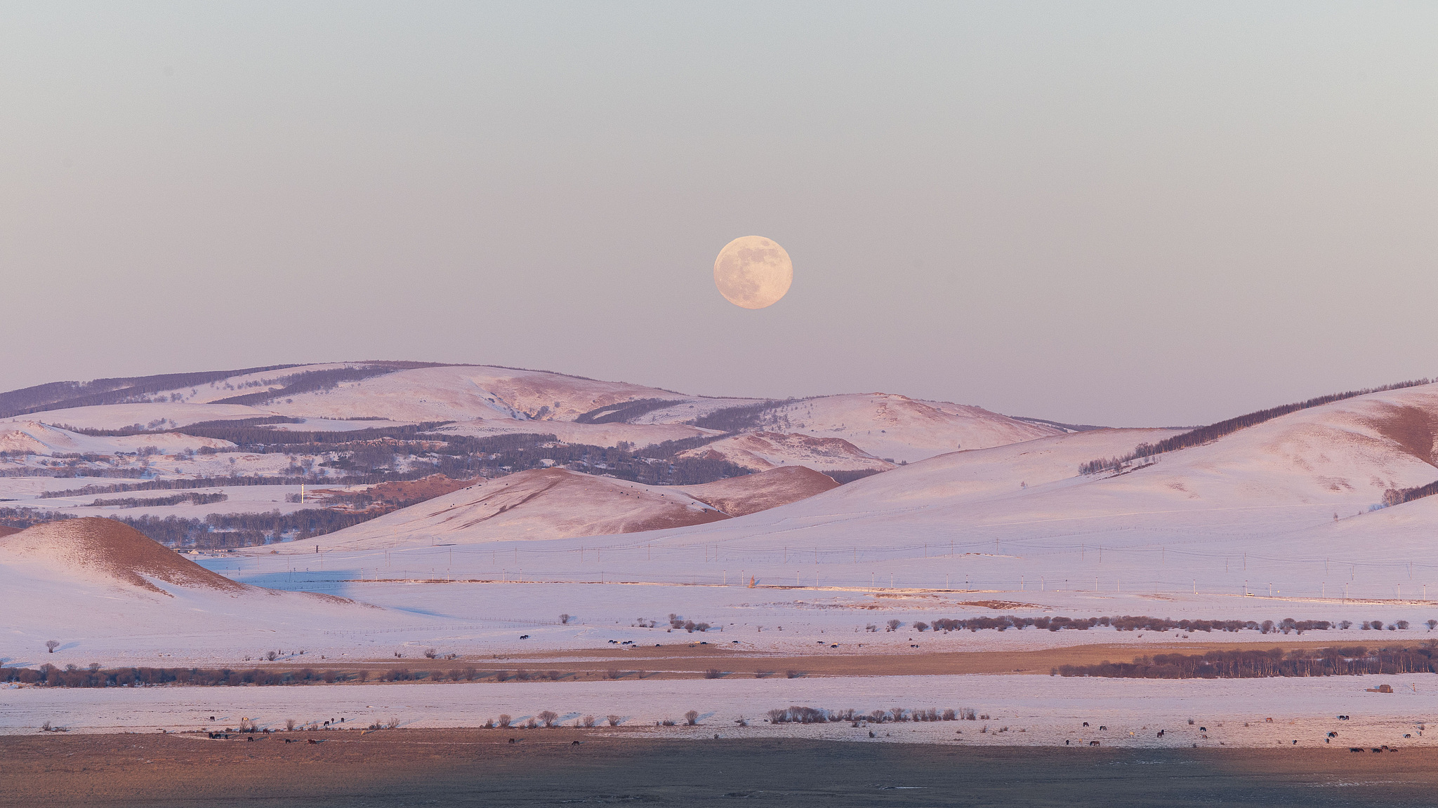 2026 wolf supermoon graces the sky