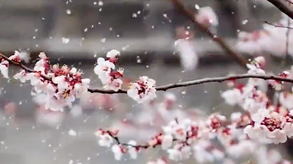 Nature's quiet pause before spring: Xiao Han (Minor Cold) arrives