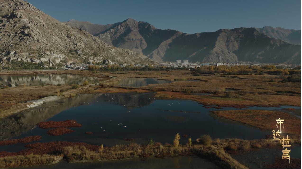 Waterbirds circling above the Lhalu Wetland, Lhasa, Xizang Autonomous Region, China. /CGTN