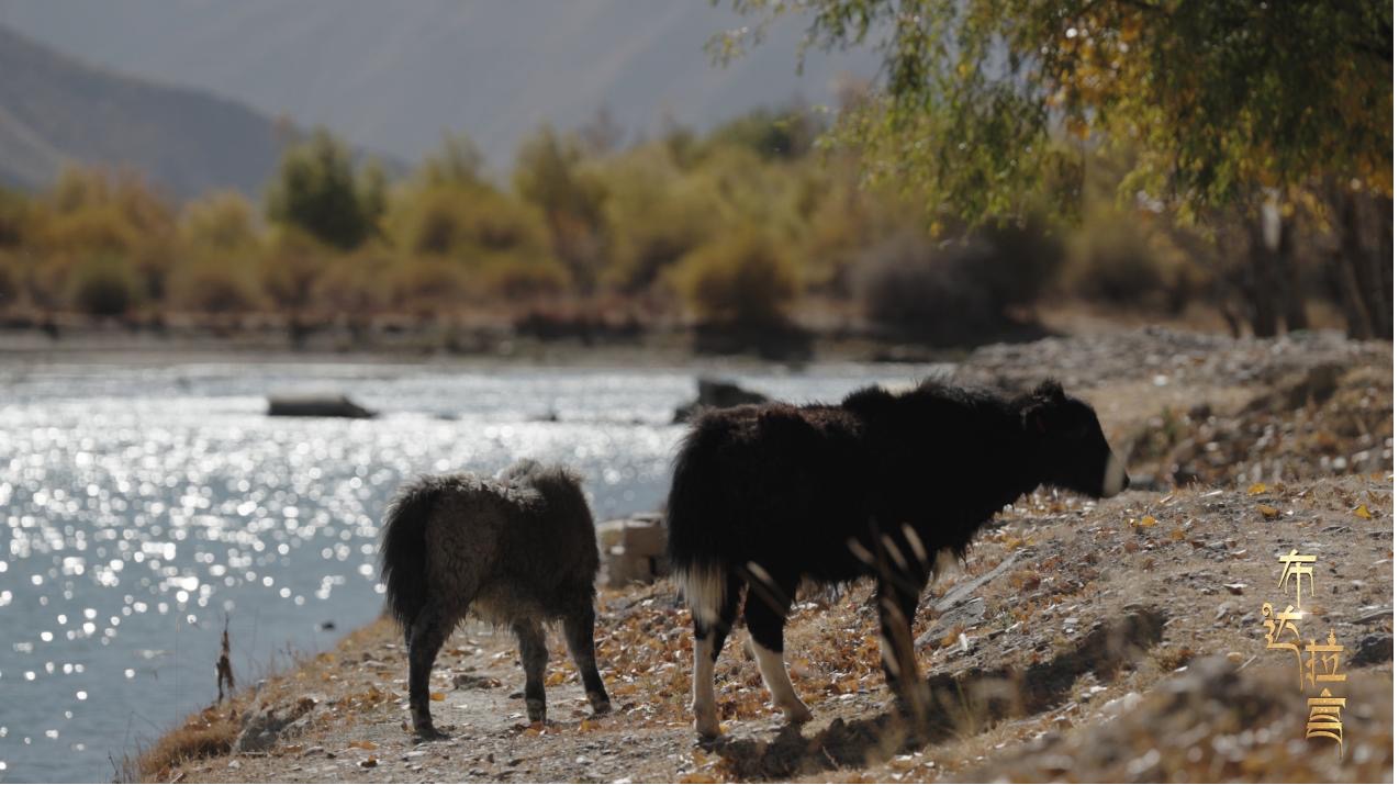 Yaks on a riverbank in the Lhalu Wetland, Lhasa, Xizang Autonomous Region, China. /CGTN