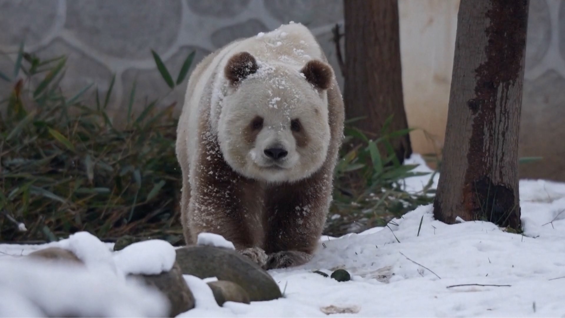 World's only captive brown giant panda enjoys some snowy fun