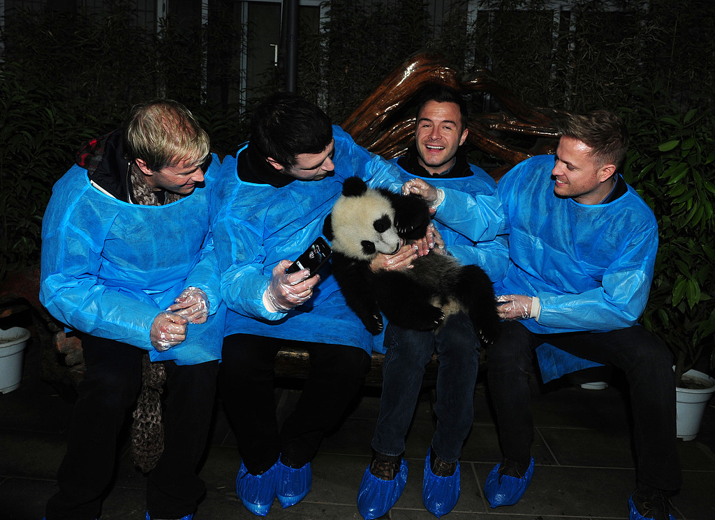 The Irish band Westlife meets a giant panda cub ahead of their concert in Chengdu, China, on February 29, 2012. /VCG