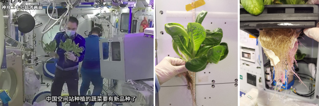 China's Shenzhou-20 crew harvesting lettuce and collecting samples in the space station. /CMG