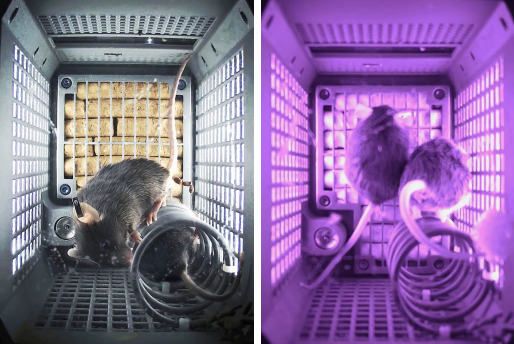 China's first-ever mouse space science experiment aboard the space station. /CMG