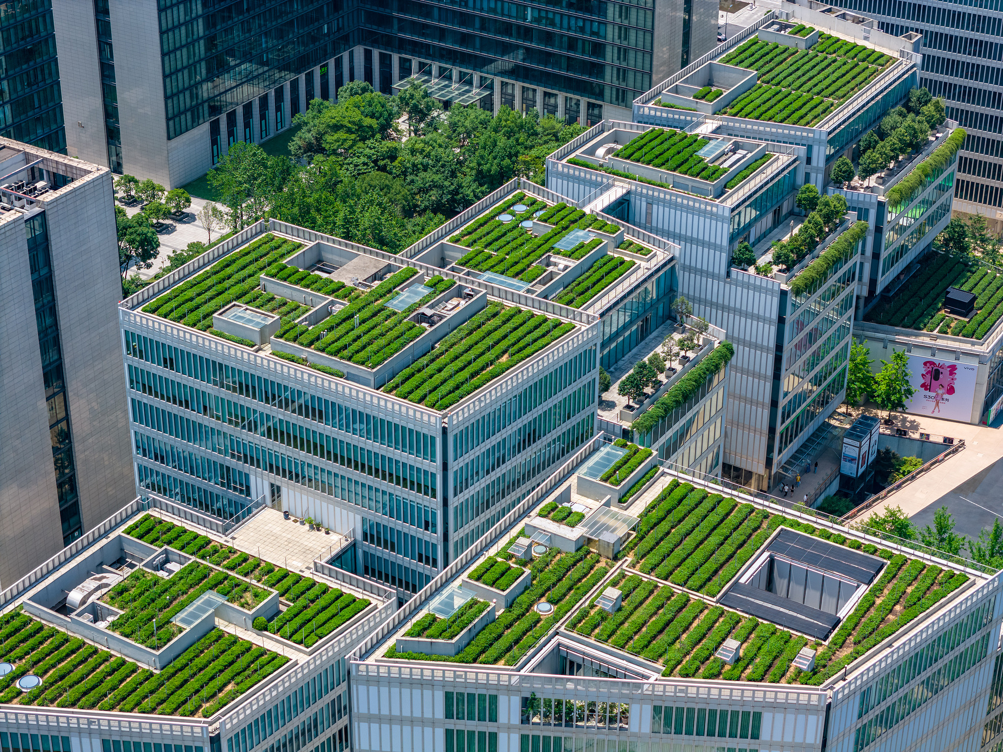 Tea plantations on rooftops in Hangzhou, July 19, 2025. /VCG