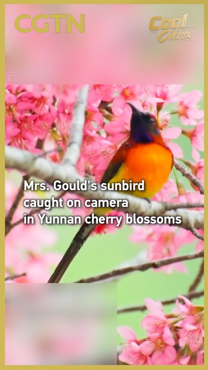 Mrs. Gould's sunbird caught on camera in  blossoms