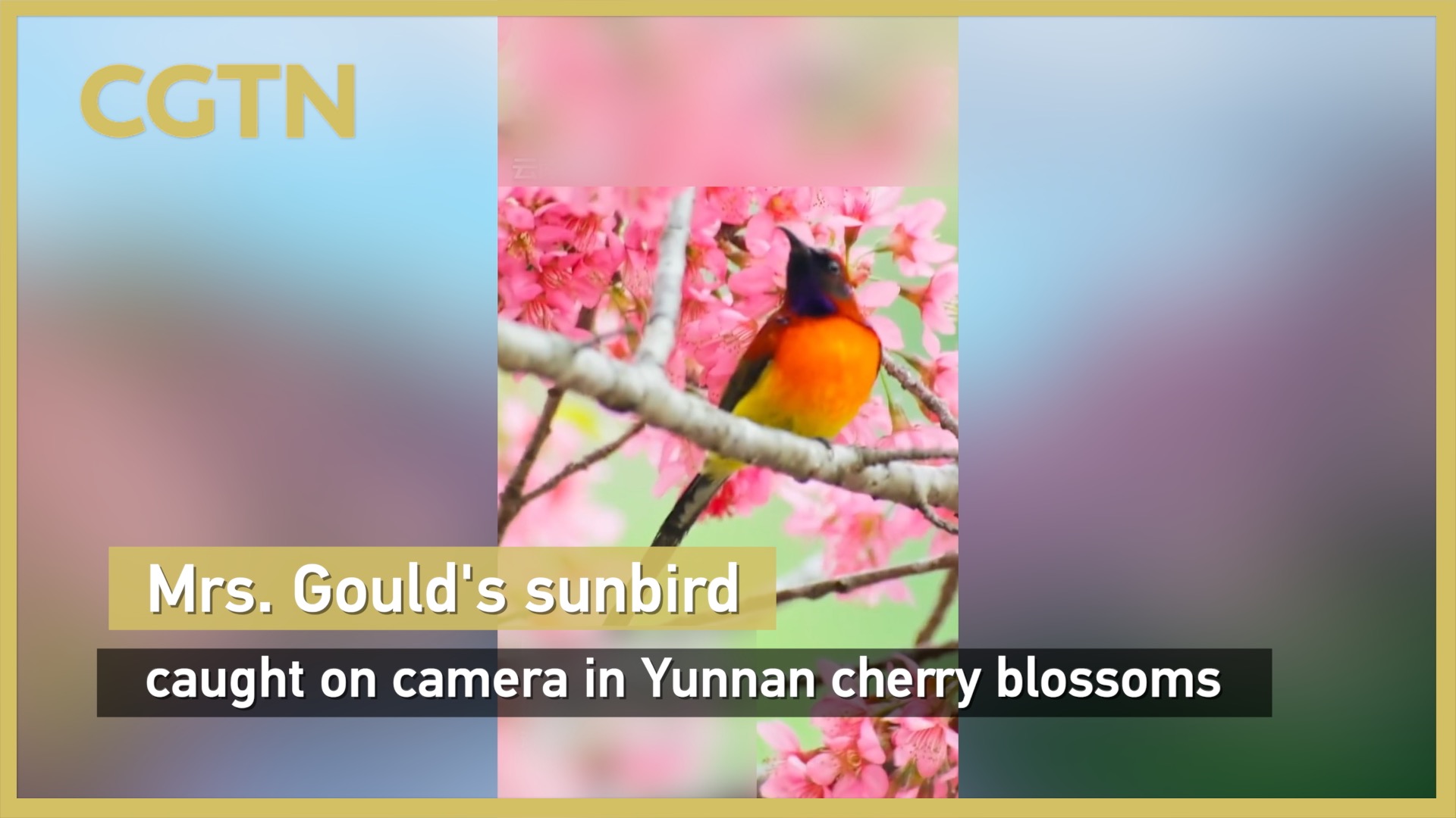 Mrs. Gould's sunbird caught on camera in  blossoms