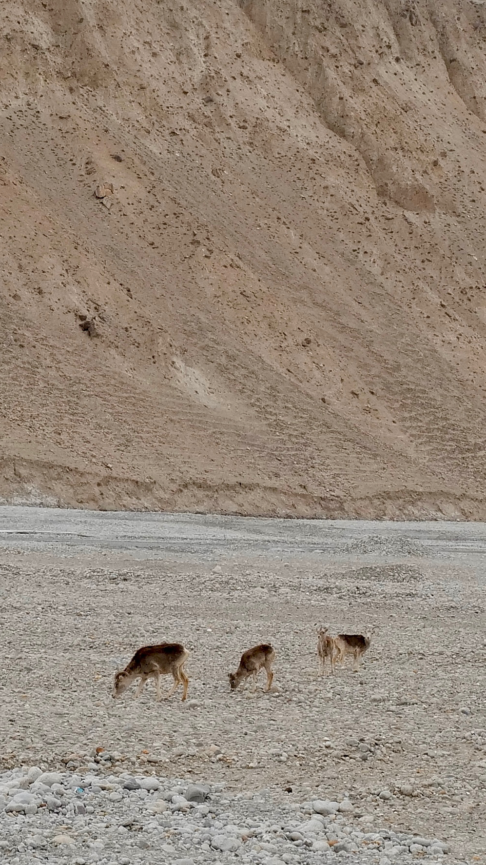 Wild spectacle on Pamir Plateau