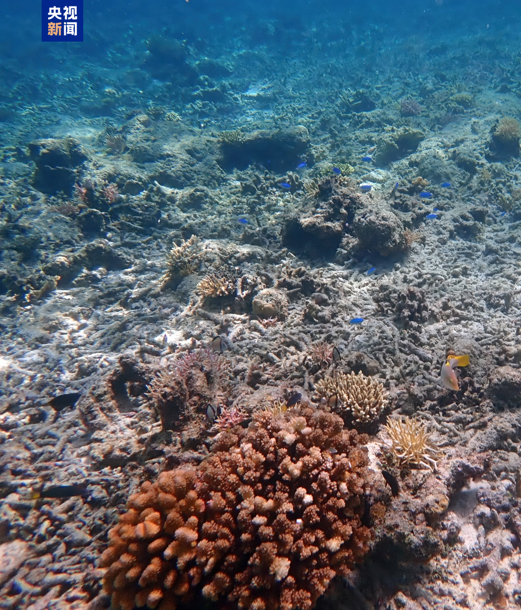 Coral bleaching occurs on coral reefs in Palawan, the Philippines. /CMG