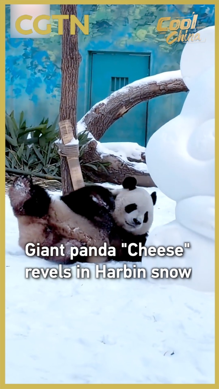 Giant panda 