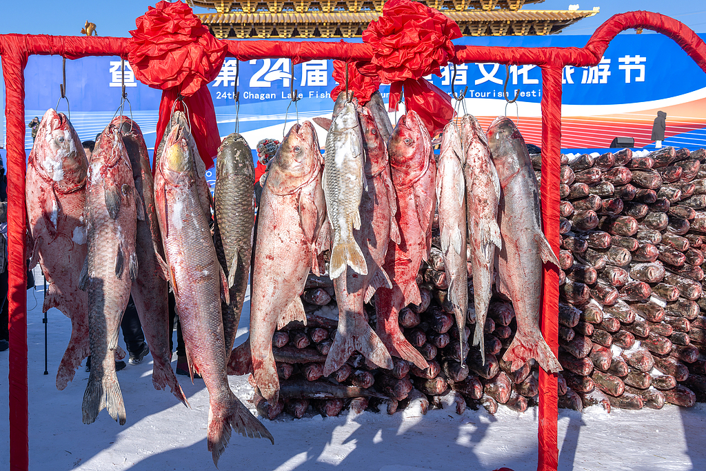 The season's first fish are on display, ready for auction on Chagan Lake in Songyuan, Jilin Province, January 8, 2026. /VCG