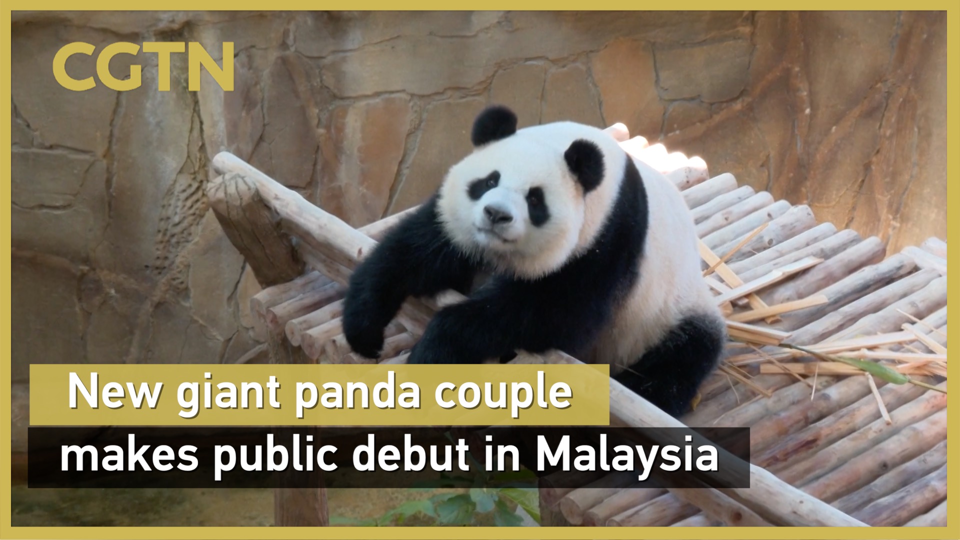 New giant panda couple makes public debut in Malaysia