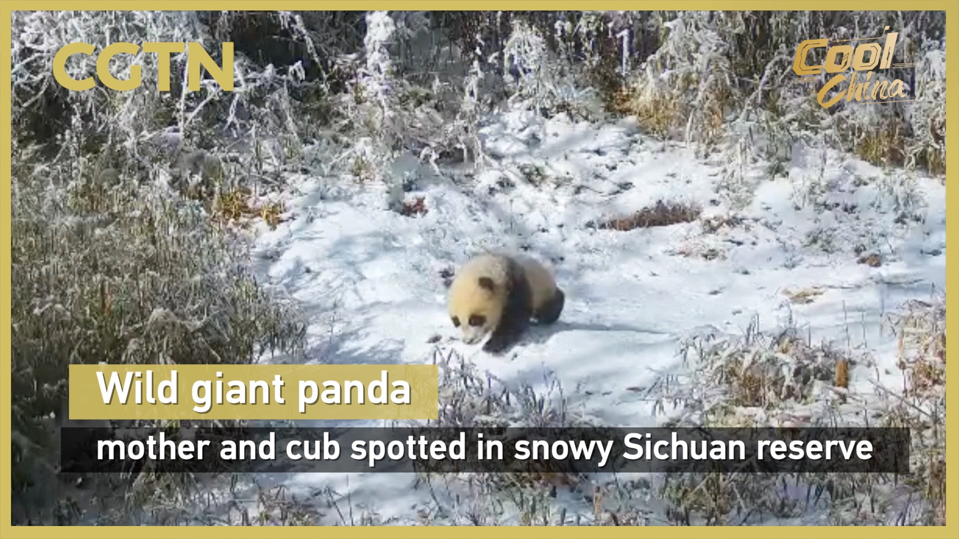 Wild giant panda mother and cub spotted in snowy Sichuan reserve
