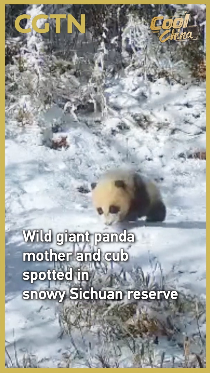 Wild giant panda mother and cub spotted in snowy Sichuan reserve