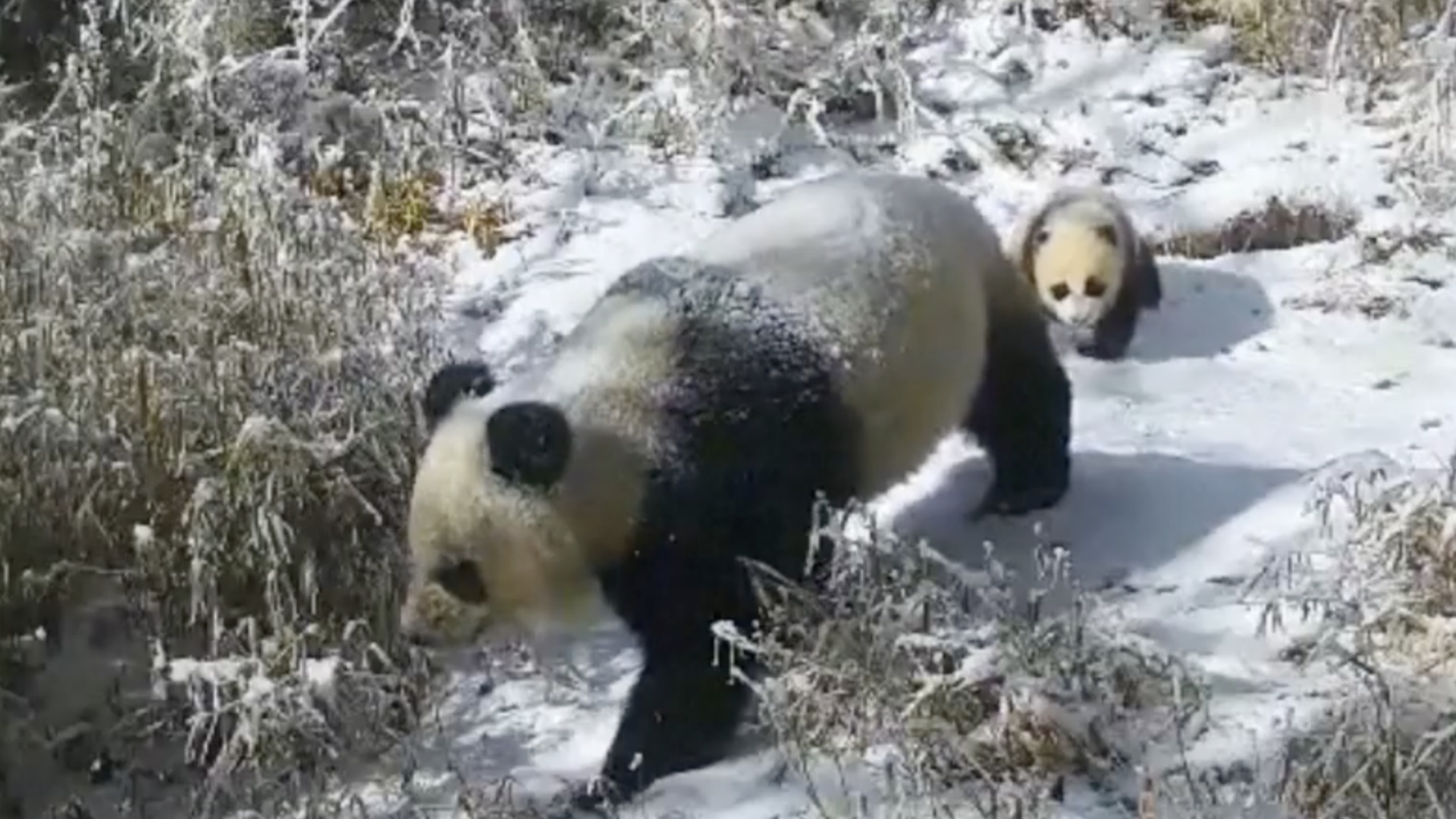 Wild pandas caught on camera roaming in southwest China forest
