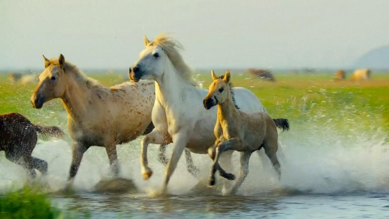 China's first zodiac-themed giant-screen film premieres in Shanghai