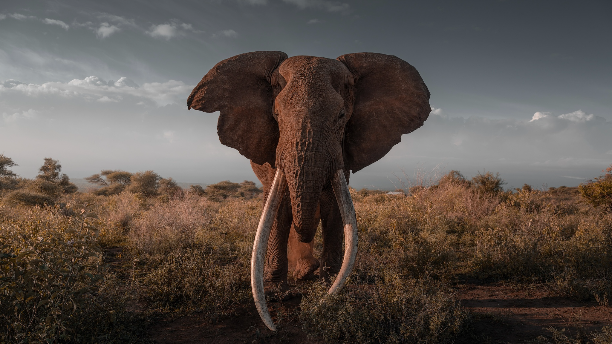 Kenya starts taxidermy preservation of iconic elephant