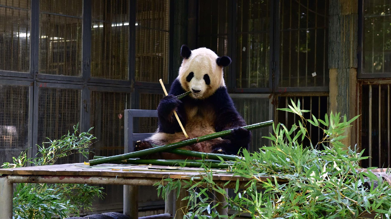Live: Let's virtually explore Fuzhou Panda World in China's Fujian Province