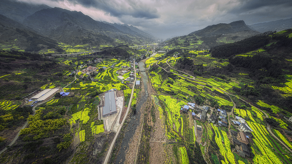 Live: A taste of spring in winter with rapeseed flowers blossom in southwest China's Sichuan Province