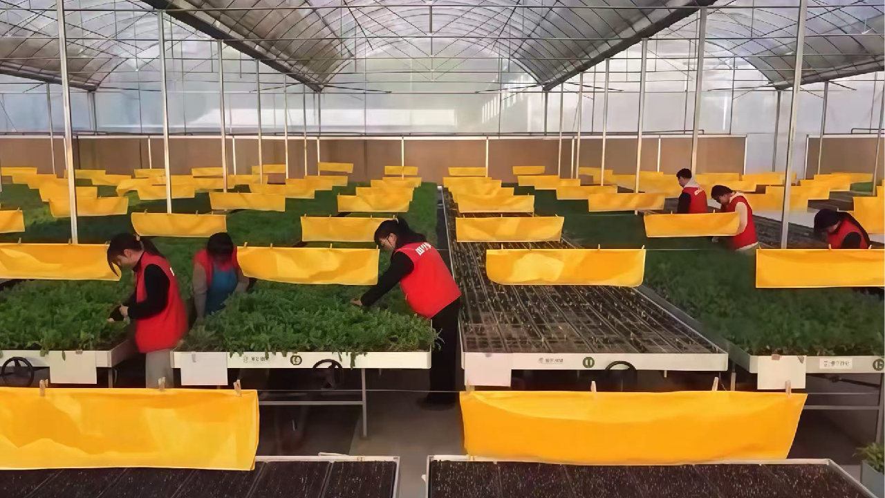 Gen Z brings smart farming to rural China