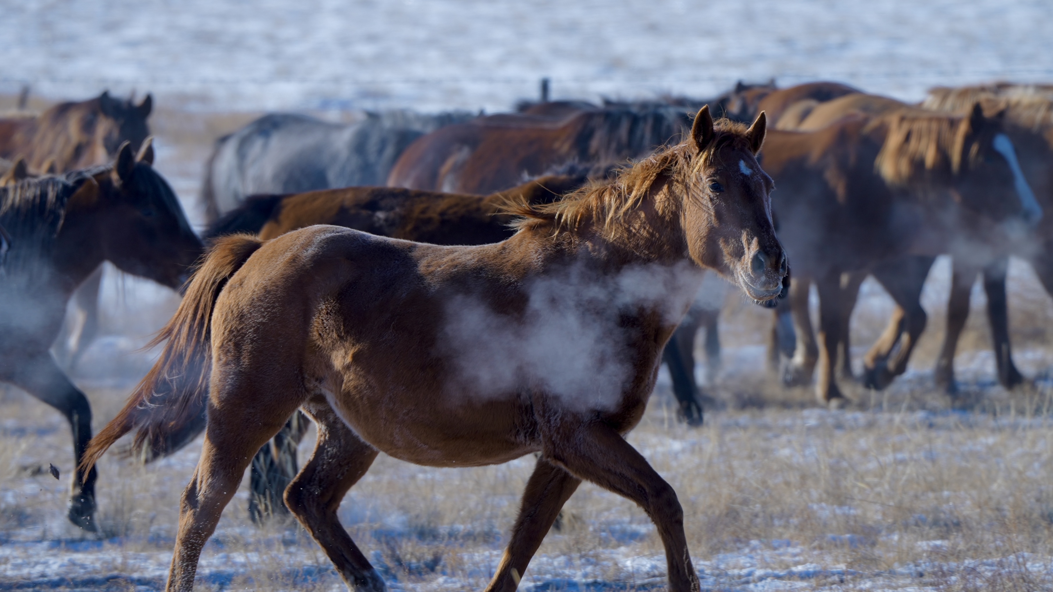 A close-up view of horses moving across Xilingol Grassland. /CGTN