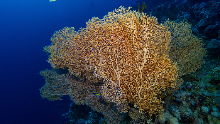 China applies to host UN High Seas Treaty secretariat in Xiamen