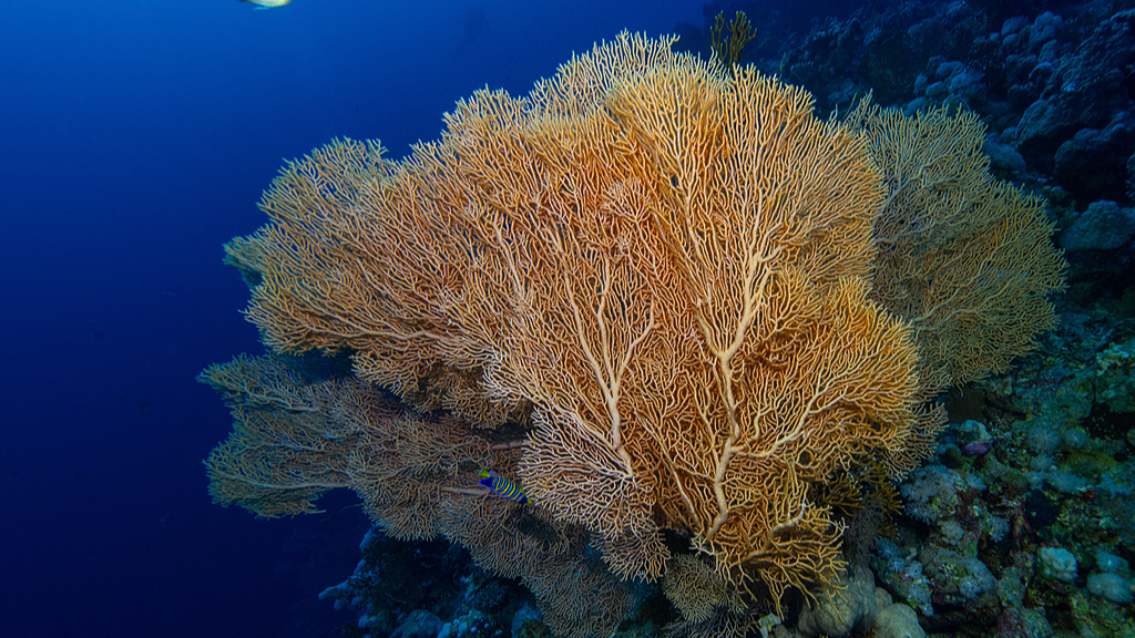 China applies to host UN High Seas Treaty secretariat in Xiamen