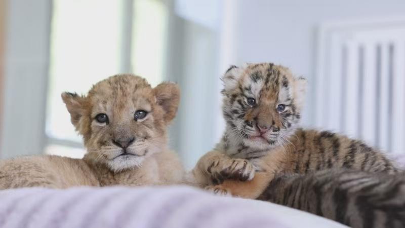 A juvenile Siberian tiger and an African lion at China Hengdaohezi Feline Breeding Center in northeast China's Heilongjiang Province. /CMG