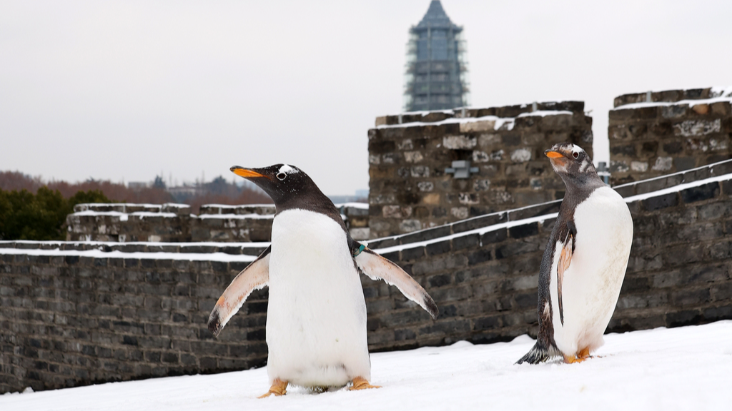 Penguins from Nanjing Underwater World frolic in snow