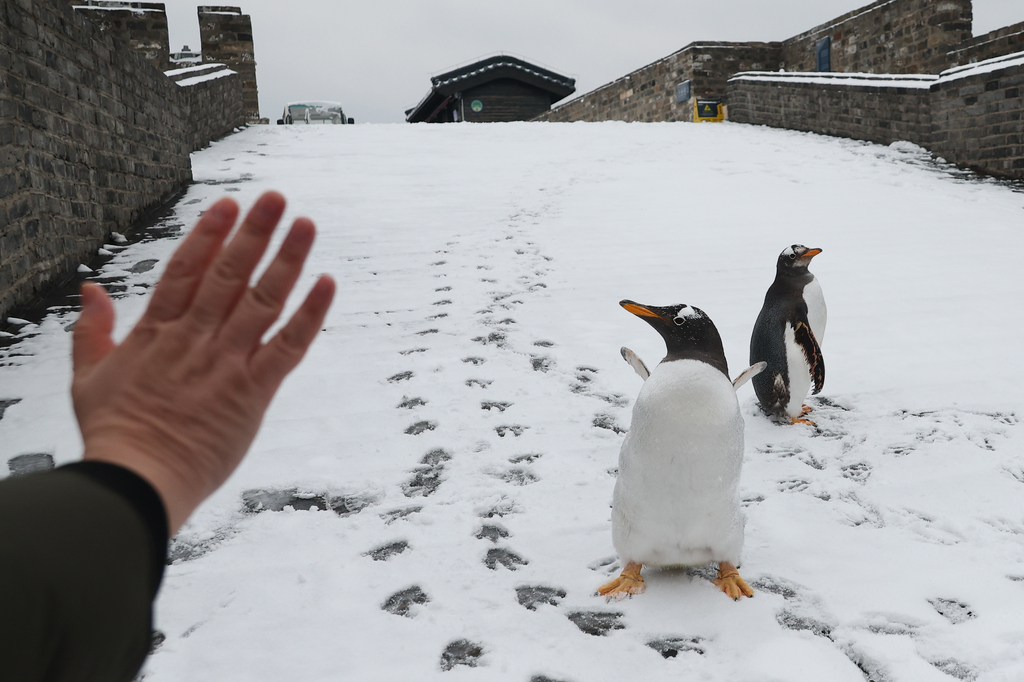 Two penguins from Nanjing Underwater World accompany their keepers on a walk along the Nanjing City Wall in Jiangsu Province, on January 20, 2026. /VCG