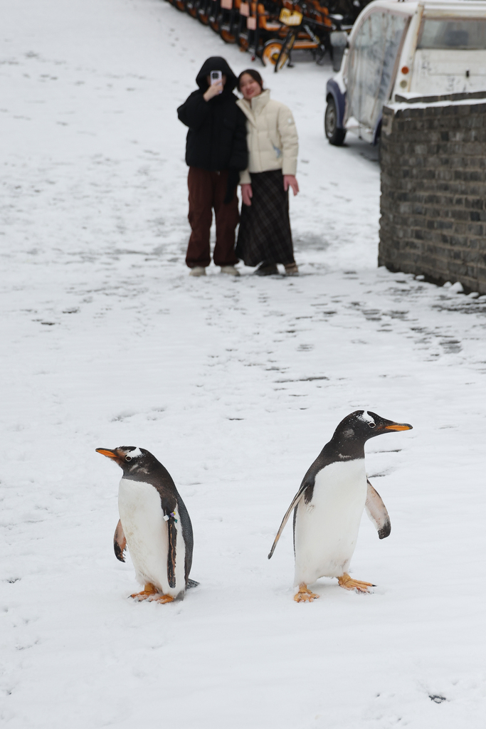 Two penguins from Nanjing Underwater World accompany their keepers on a walk along the Nanjing City Wall in Jiangsu Province, on January 20, 2026. /VCG