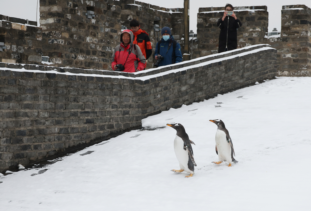 Two penguins from Nanjing Underwater World accompany their keepers on a walk along the Nanjing City Wall in Jiangsu Province, on January 20, 2026. /VCG